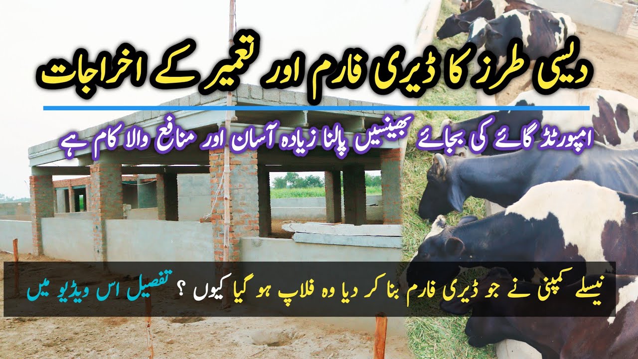 Dairy Farming in Pakistan | Desi style Dairy Shed Design and Cost | Village Life with Safdar