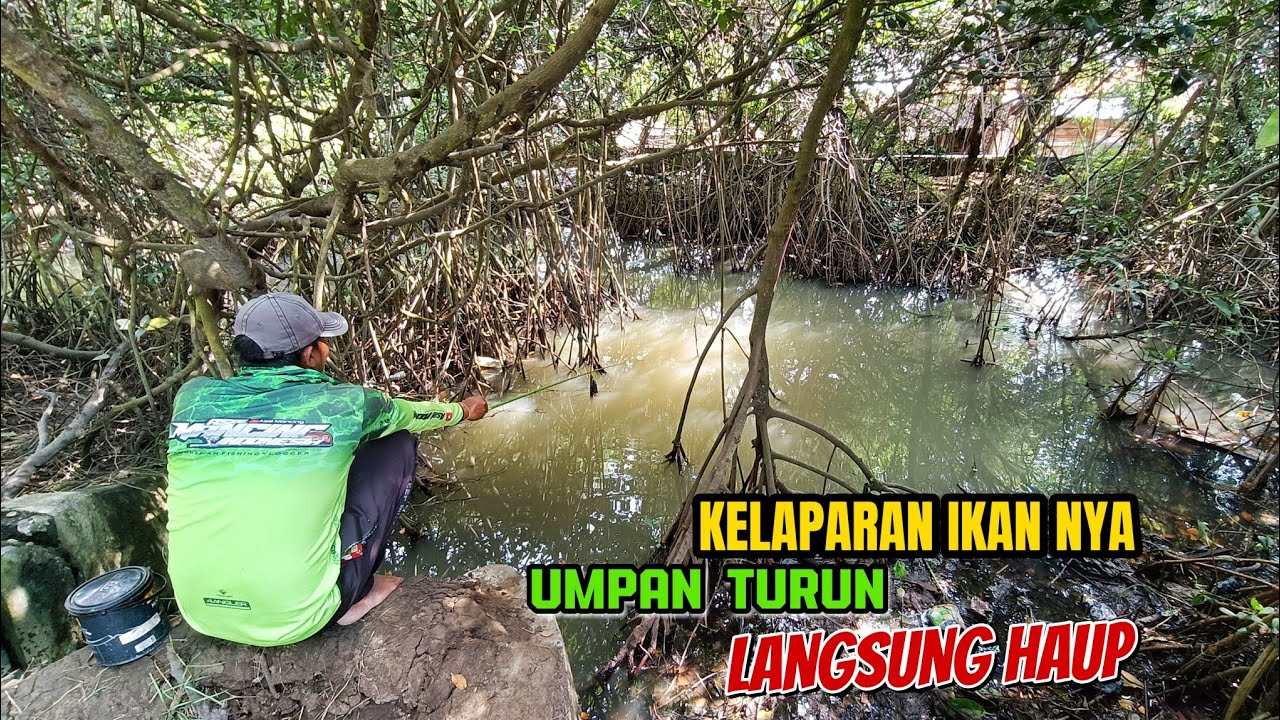 Ikan Disini sangat rakus makan nya,apa tidak pernah ada yang mancing di sungai ini