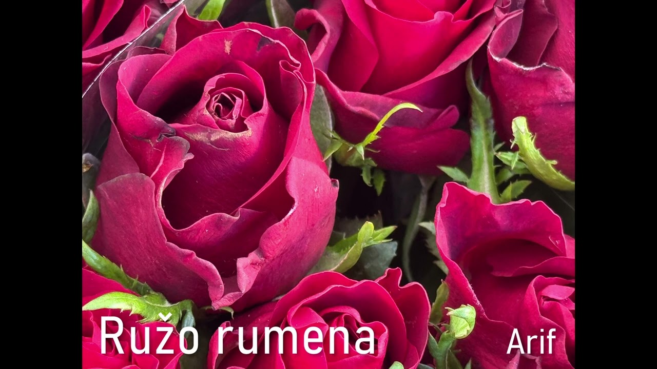 Ruzo rumena
