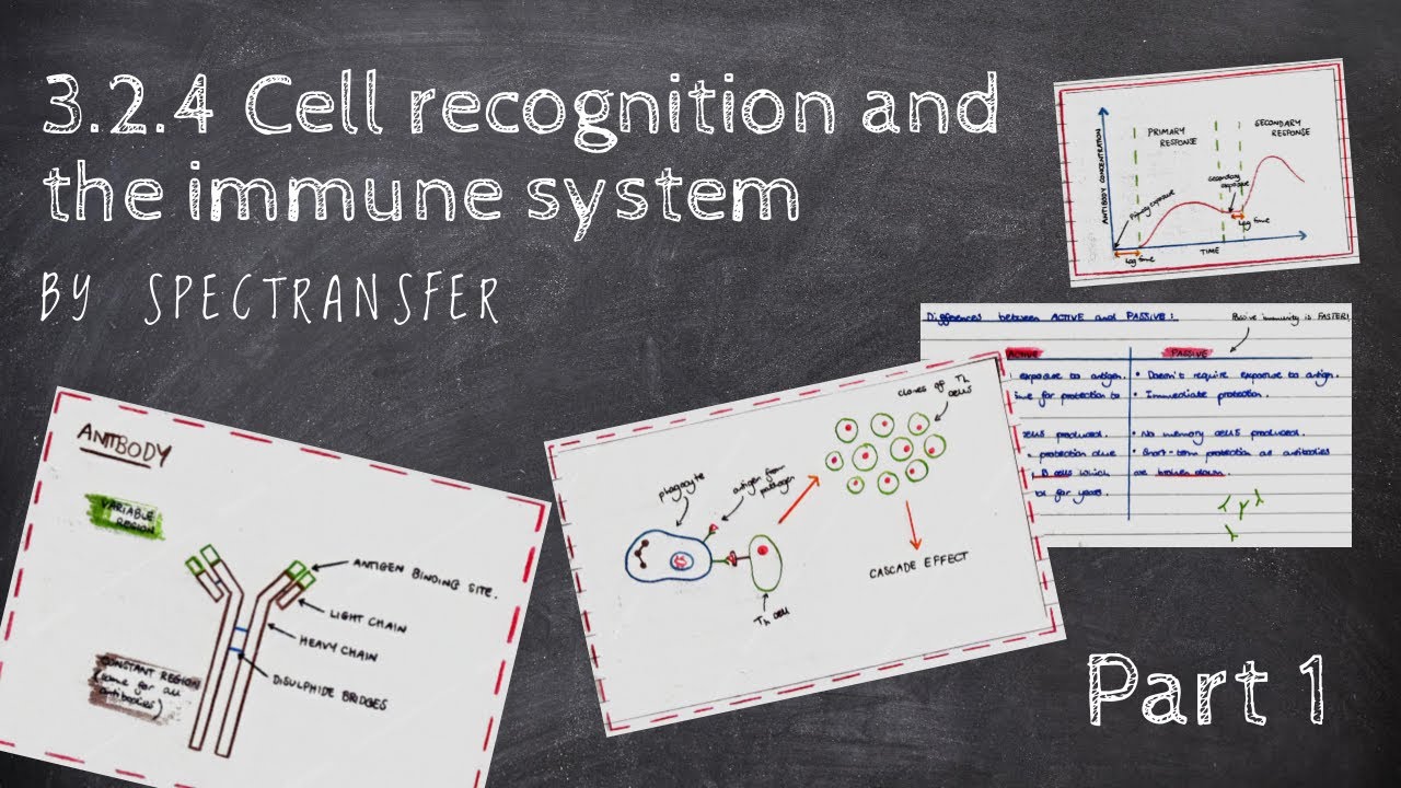 EASY REVISION AQA A-Level Biology 3.2.4 Cell recognition and the immune system PART 1/2
