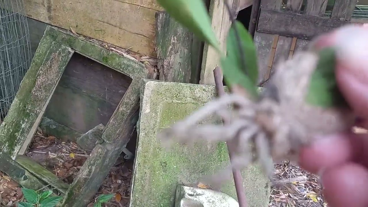 Minhas orquídeas tds na bolaxa 