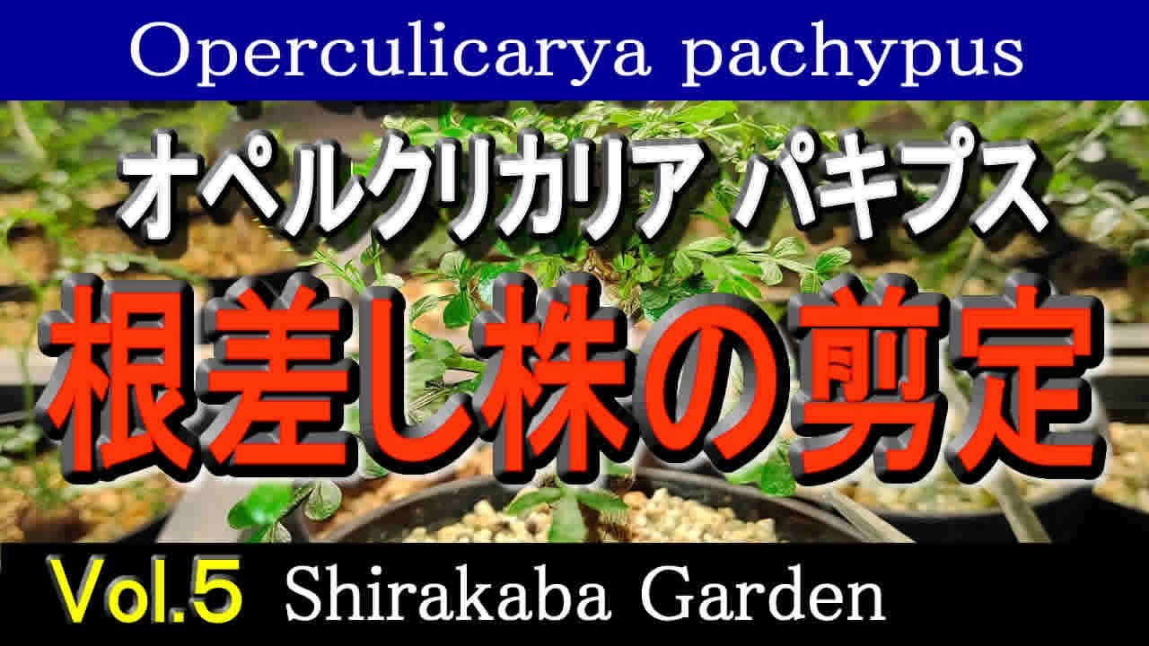 ■根差し株の剪定■オペルクリカリア パキプス Vol.5・実生、挿し木、根ざしの検証 Operculicarya pachypus・Cultivation by cuttings
