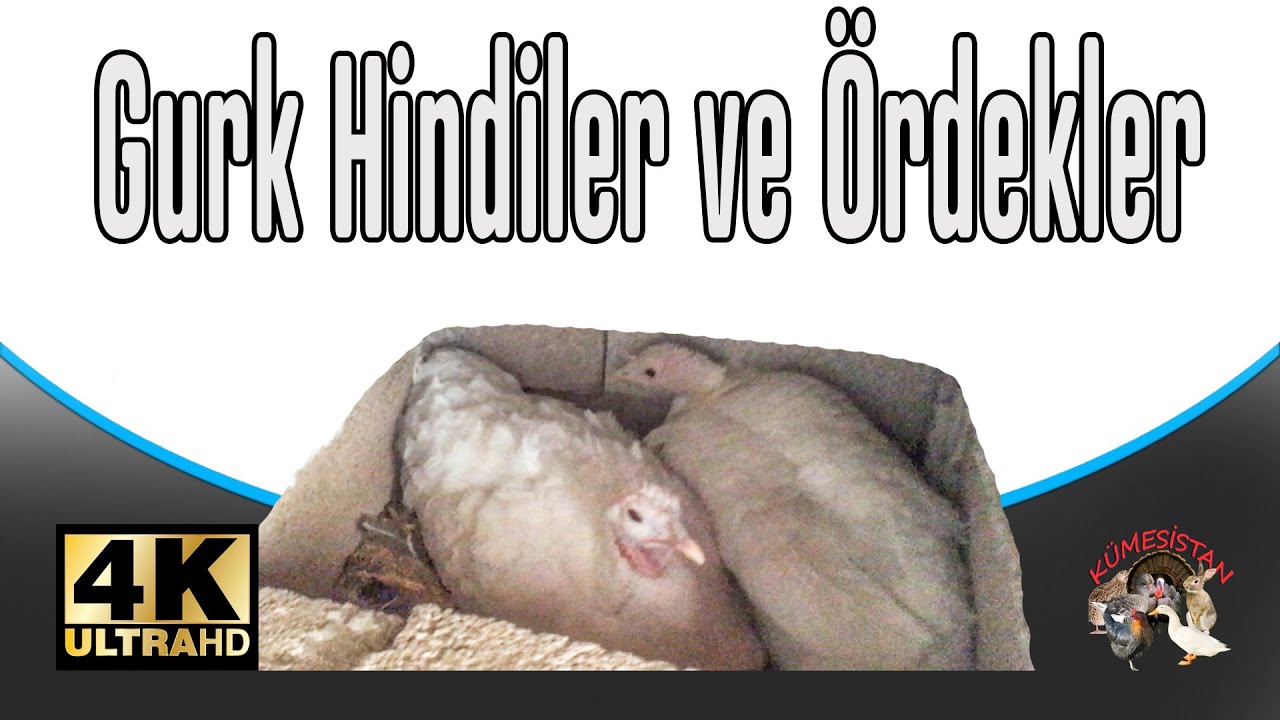 Gurk Hindi, Gurk Adayı Ördek, Saldıray ve Coşkun - Hindi Bakımı Hakkında Merak Ettikleriniz