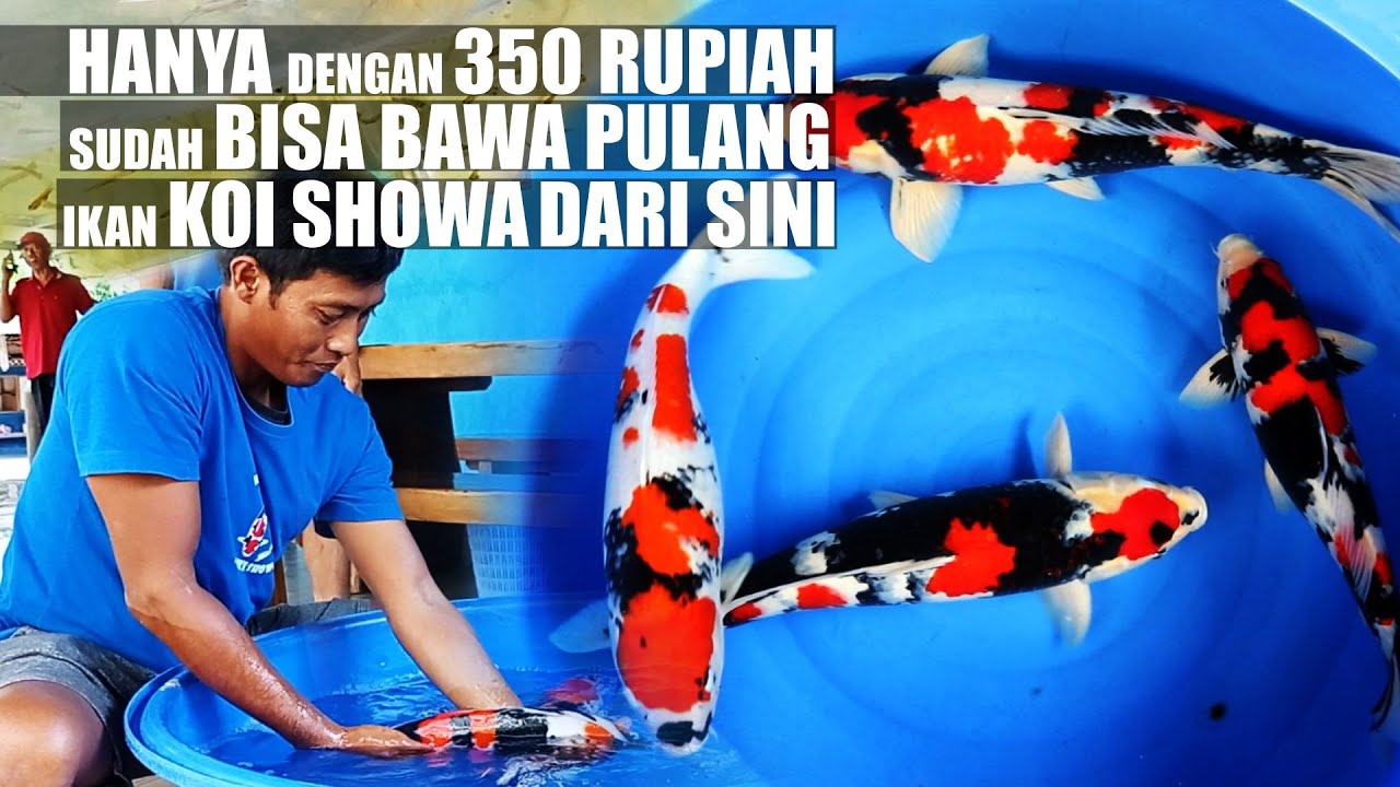 GAK MAHAL❗ DENGAN HANYA 350 RUPIAH SUDAH DAPAT KOI SHOWA TERBAIK DARI BLITAR❗❗