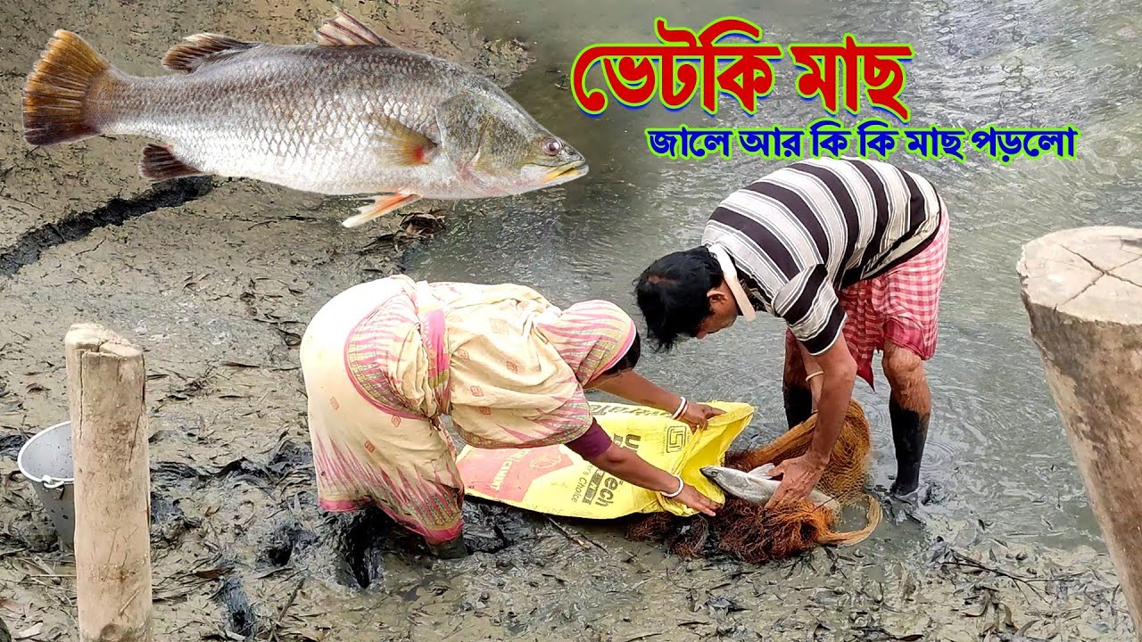 ভেটকি মাছ কতগুলো ধরলাম আজ | Vetki mach | #viral #trending #shorts #vetki 