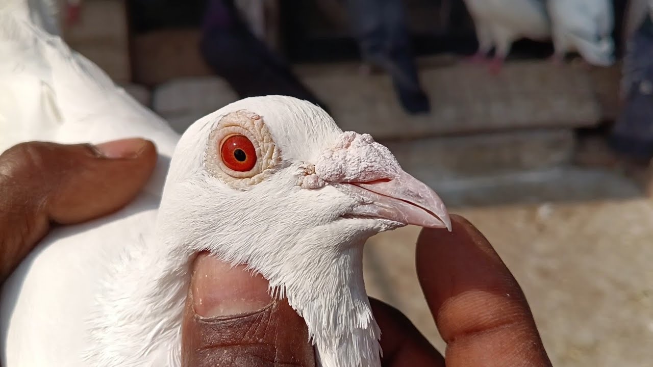 উদয় দাদার ঘরের মাদ্রাজি পার্ট-2 #birds #pigeon #kabootar #kabutar পার্ট -4, ফোন -9903372978
