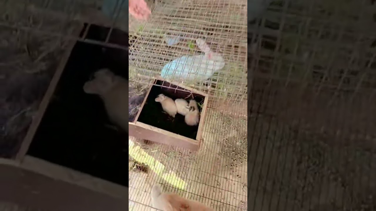 cute rabbit New Zealand white rabbit and dasi rabbit gray colour 