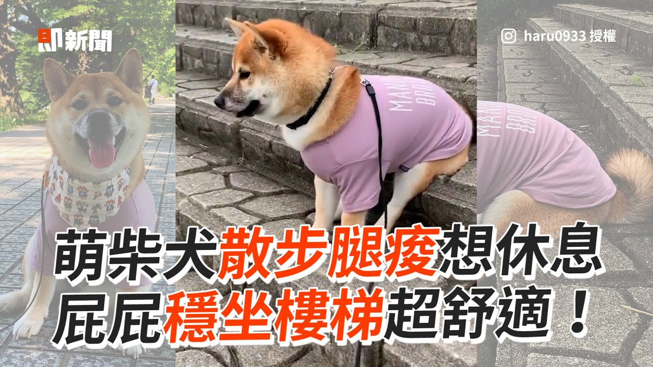 柴犬散步腿痠想休息　屁屁穩坐樓梯超舒適！｜寵物｜狗｜柴柴｜精選影片