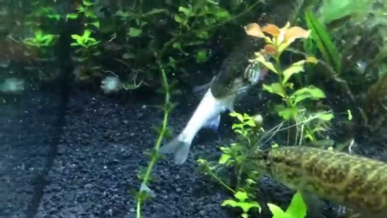 Grass pike eating