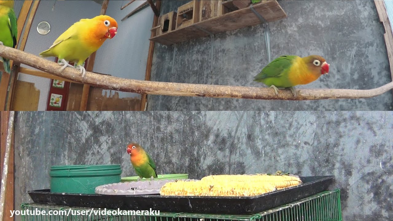 Lovebird Activity (Multicam) January-29-2019 Part 2