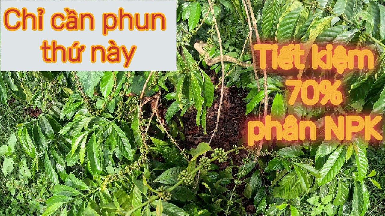 Chỉ cần phun thứ này không cần dùng phân hóa học - tiết kiệm 70% NPK | vườn nhà việt hùng