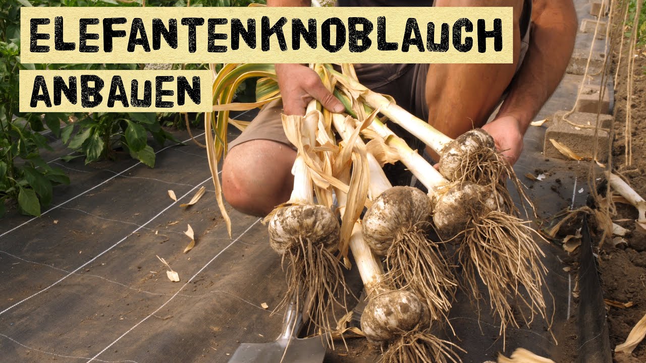 Elefantenknoblauch selber anbauen - so baut ihr den größten Knoblauch der Welt selber erfolgreich an