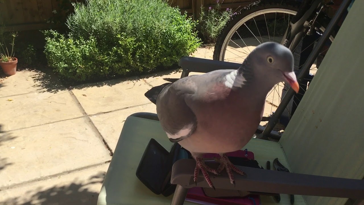 Woodpigeon - cute and clever wood pigeon 😍