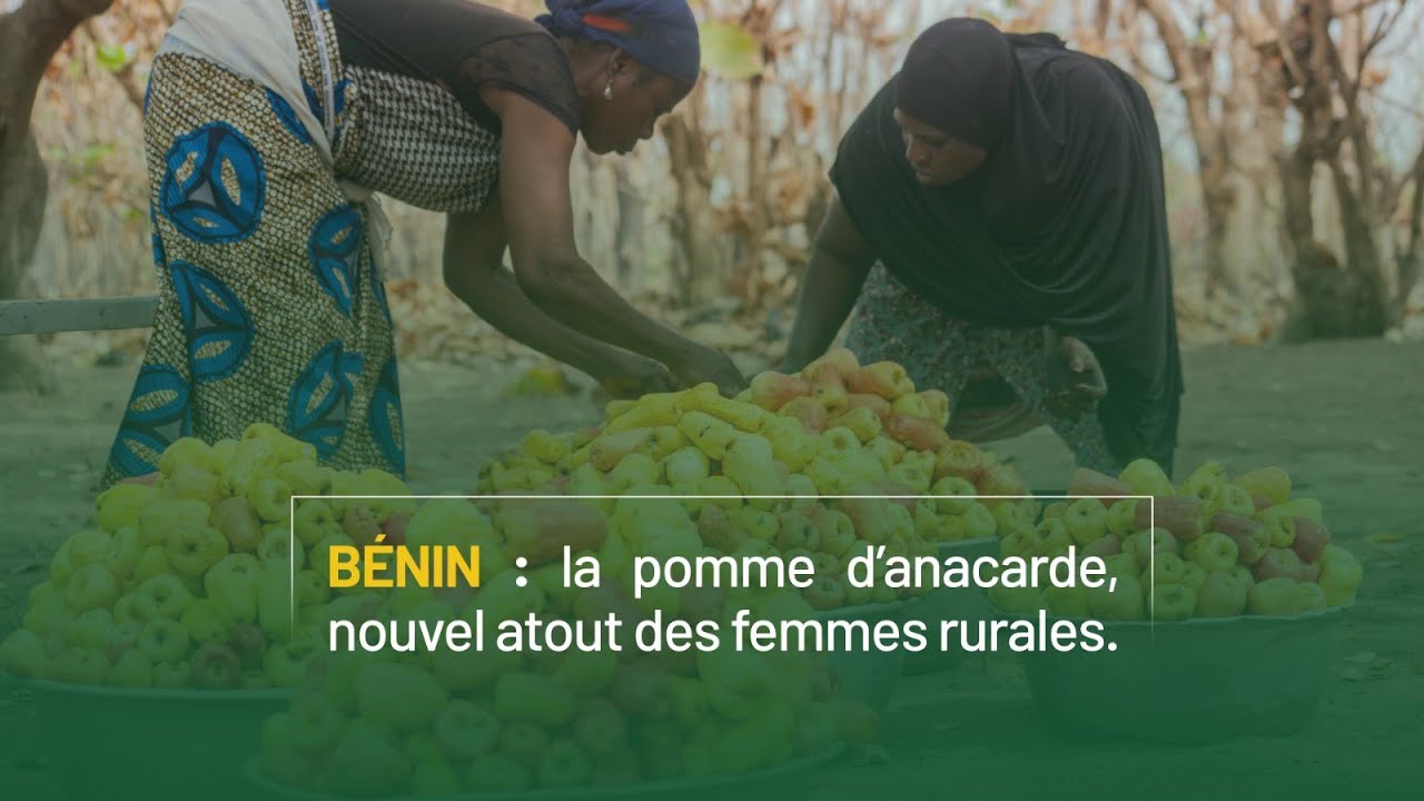 Bénin: la pomme d'anacarde, nouvel atout des femmes rurales.