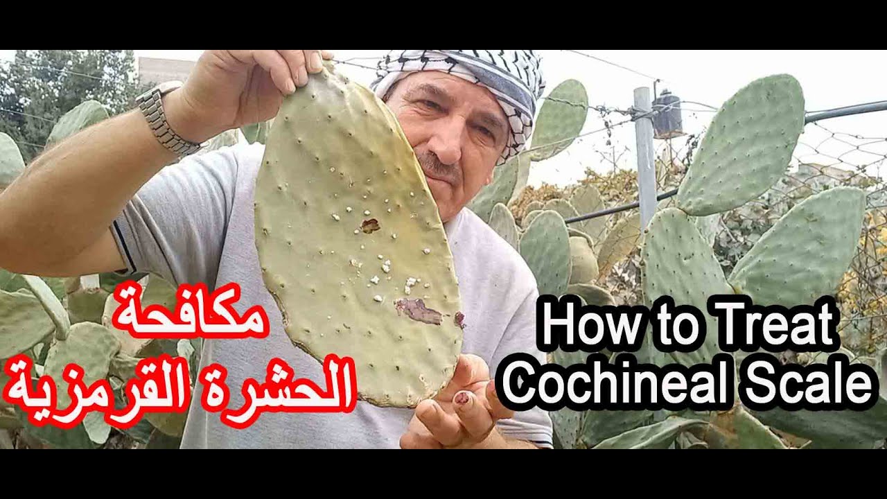 مكافحه الحشره القرمزية على نبات التين الشوكي How to Treat Cochineal Scale