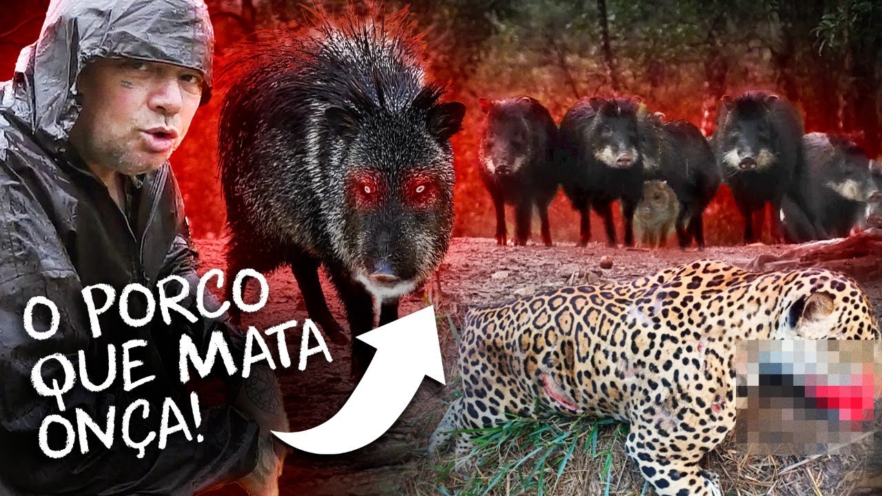 O PORCO QUE MATA ATÉ ONÇA-PINTADA! | RICHARD RASMUSSEN