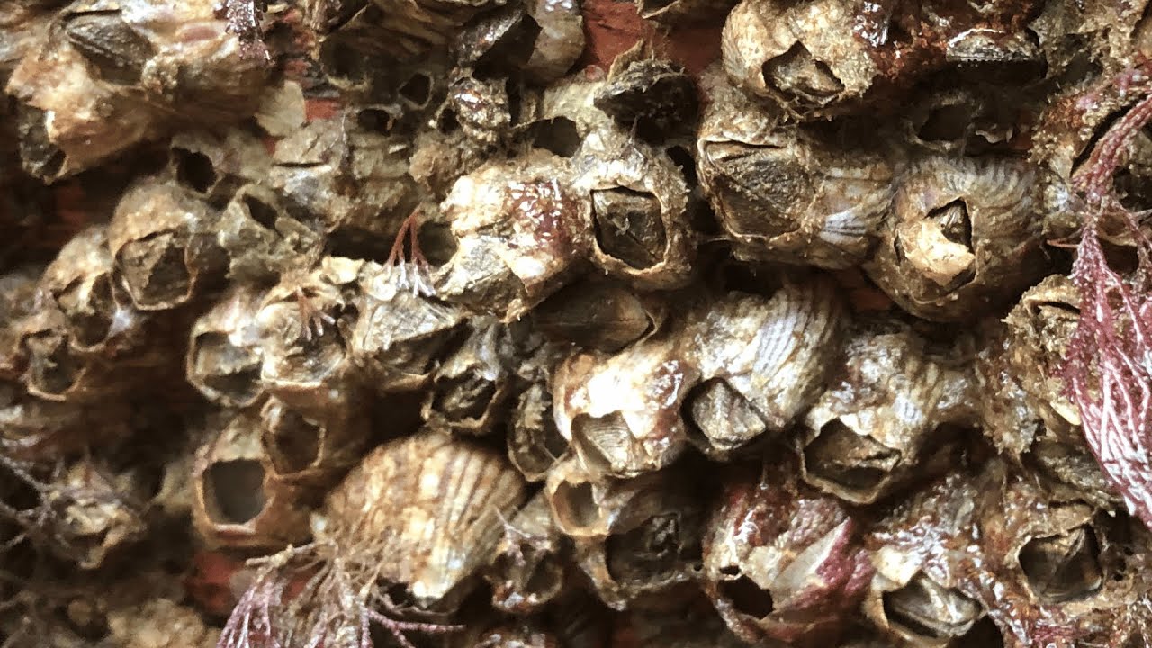 The Most Satisfying Barnacles Removal Ever &ndash; ASMR No Talking