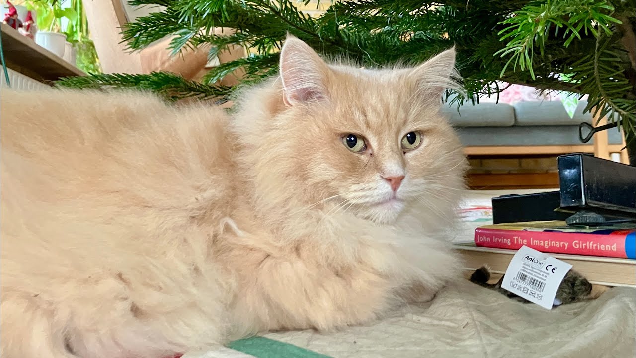 Big fluffy cat came to visit us on Xmas Day after a week's absence