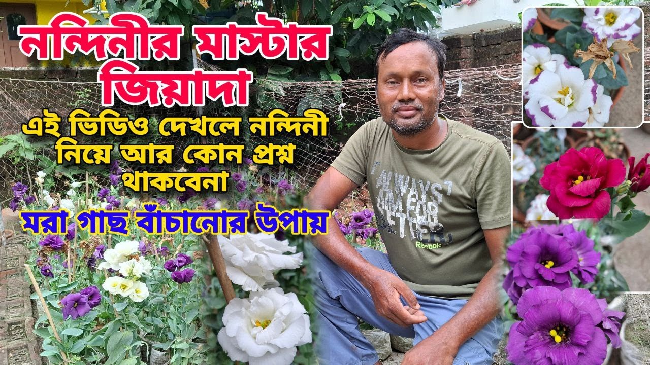 জিয়ারুলদার নন্দিনীর ল্যাবরেটরি দেখলে চমকে যাবেন এরকম ফুল অন্য কোথাও পাবেননা/Lisianthus total care/