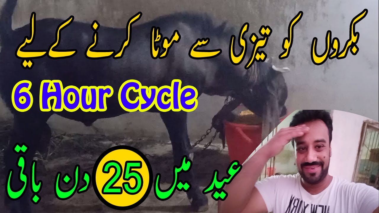 Bakre ko tezi se mota karne k lie wanda | 6 Hour cycle | Haider's Divine goat