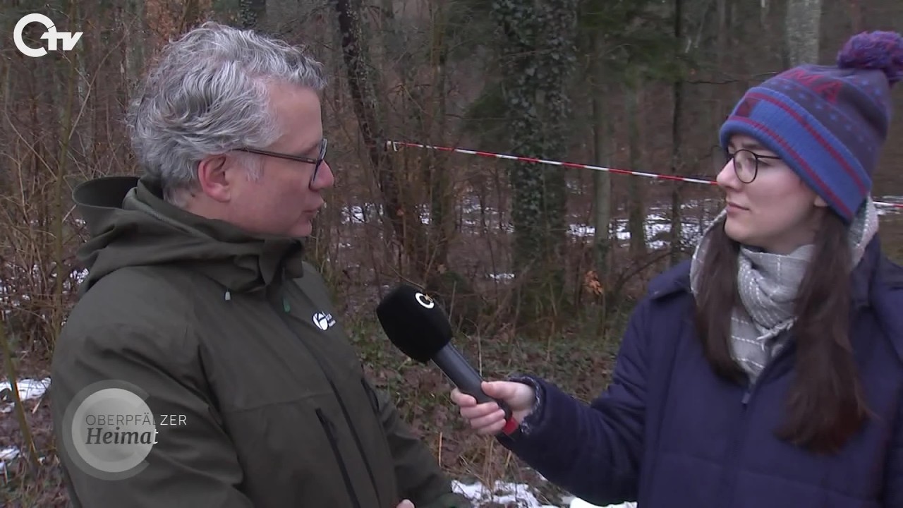 Waldernte in der Oberpfalz: Sulzbach-Rosenberg im Einsatz für Klimawald