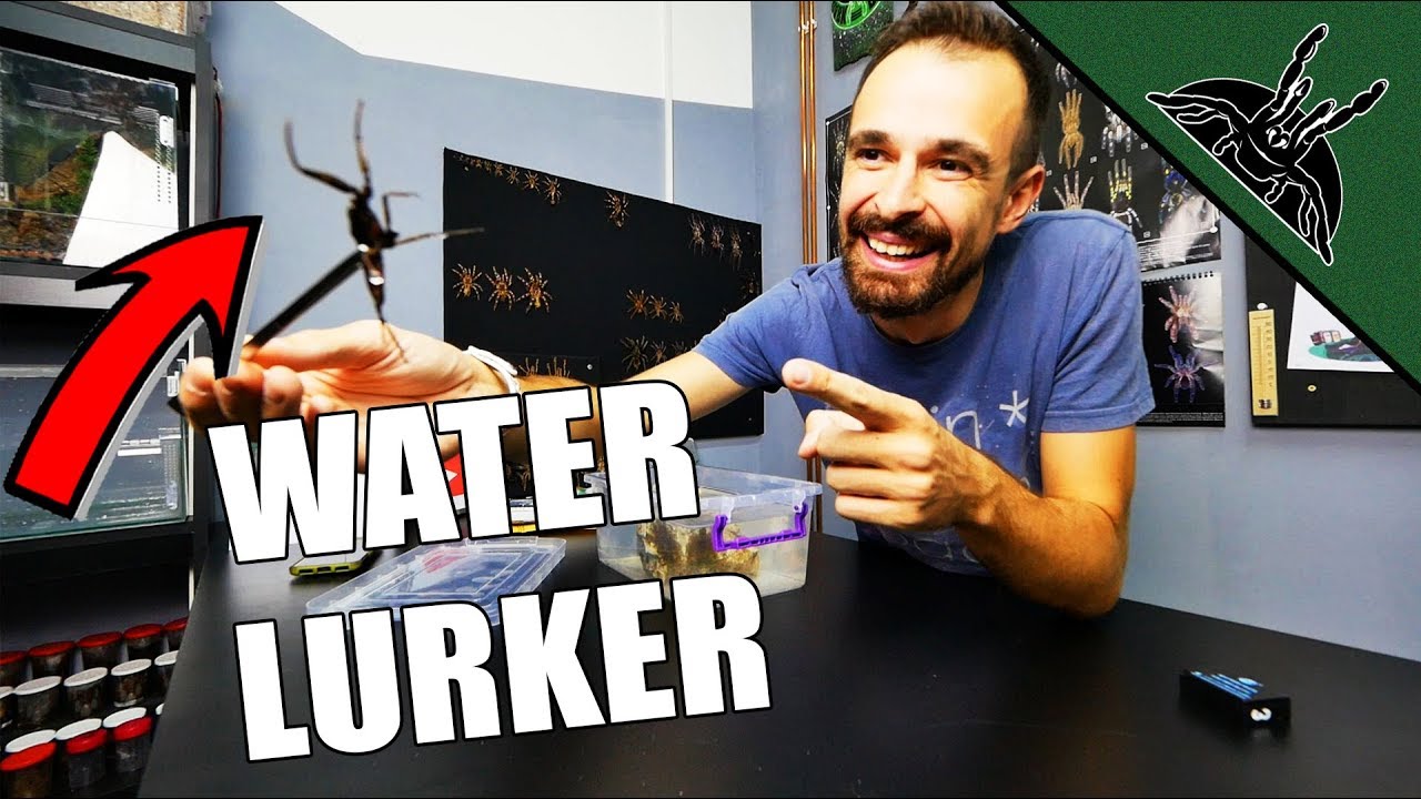 Unboxing a MYSTERY ANIMAL! (Giant water bug)