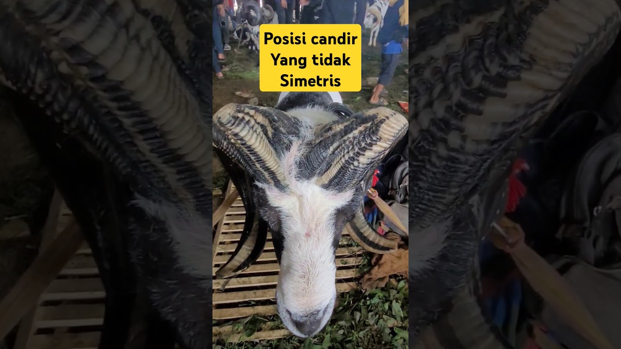Domba Garut dengan posisi candir yang unik || semi kontes SKDG Pamidangan Anugrah Plp