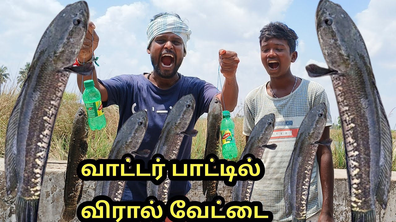 விரால் மீன் வேட்டை 🔥(வாட்டர் பாட்டில் வைத்து) #விரால்மீன் #Snakeheadfishhunting