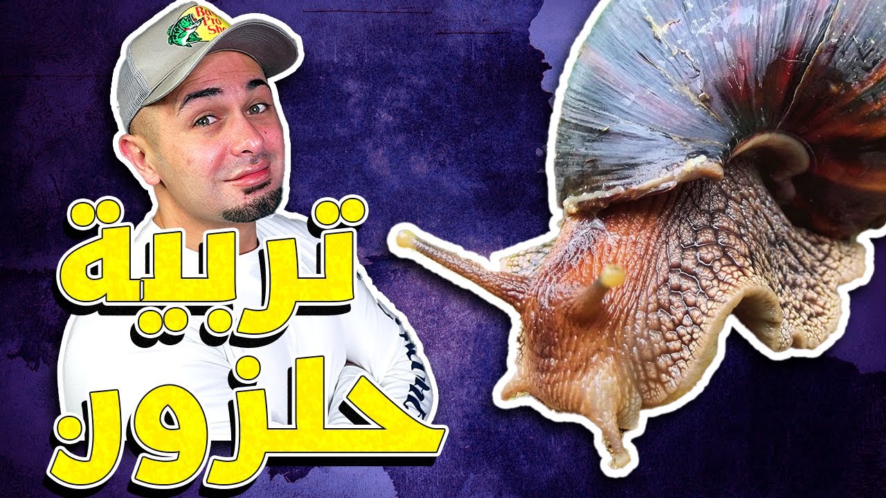 طريقة تربية الحلزون الافريقي الضخم وكل شي بتحتاجه للعناية فيه - Giant African Snail Care Routine