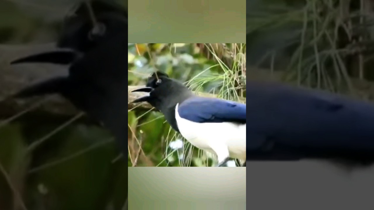 O canto da Gralha-do-campo 🙂 #birds #faunabrasileira #animals #nature #wildlife