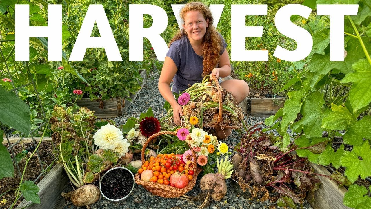 HARVEST with ME 🌿Harvesting Abundance: Organic Raised Bed Garden | ASMR Nature Sounds & Birdsong 🌿