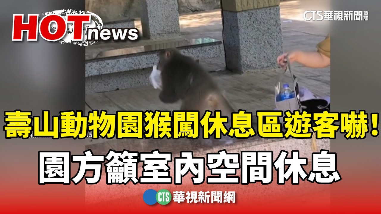 壽山動物園猴闖休息區遊客嚇！　園方籲室內空間休息｜華視新聞 20250615 @CtsTw