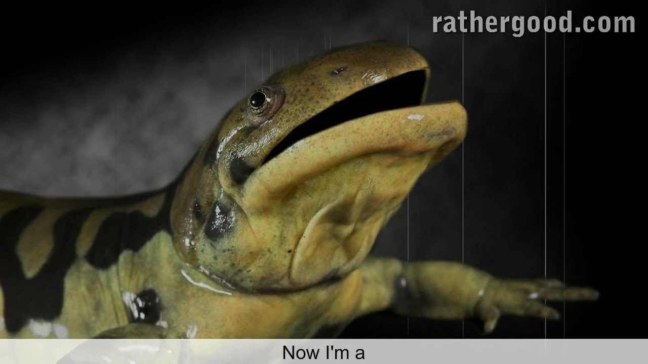 The Axolotl Song