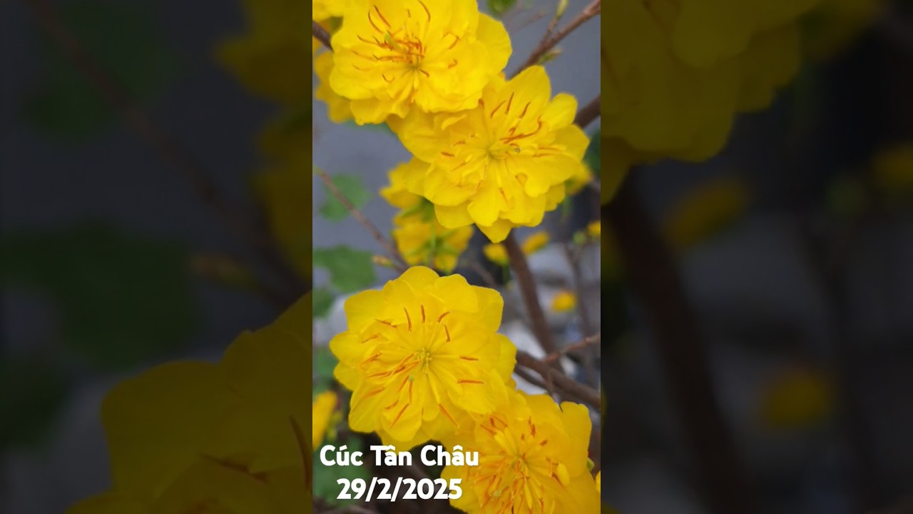 C&uacute;c T&acirc;n Ch&acirc;u 29/2/2025 #dmhvlog
