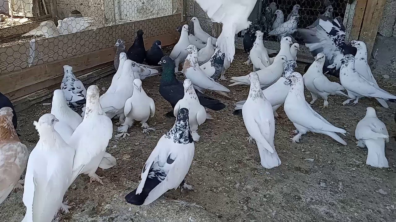 UZUN YILLAR VAN KUŞUNU BEŞLEMİŞ YUSUF ODABAŞI ABİMİZİN KUŞLARINI ÇEKTİK YAVRU UÇURUMU YAPTIK.