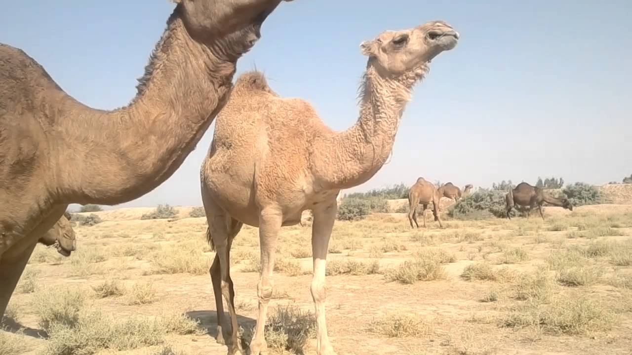 أبل الرفيع تم بتاريخ 2016//10/2