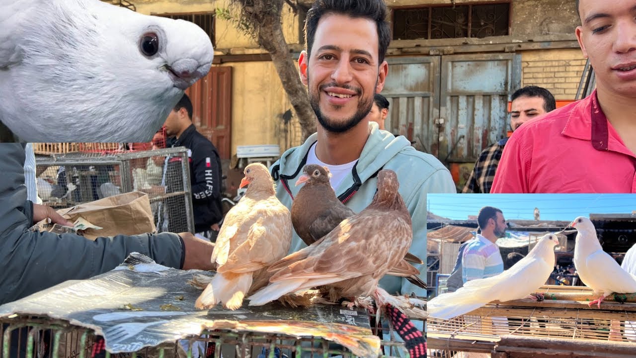 سوق حمام دمياط انهارده انهيار كبير فى اسعار الحمام