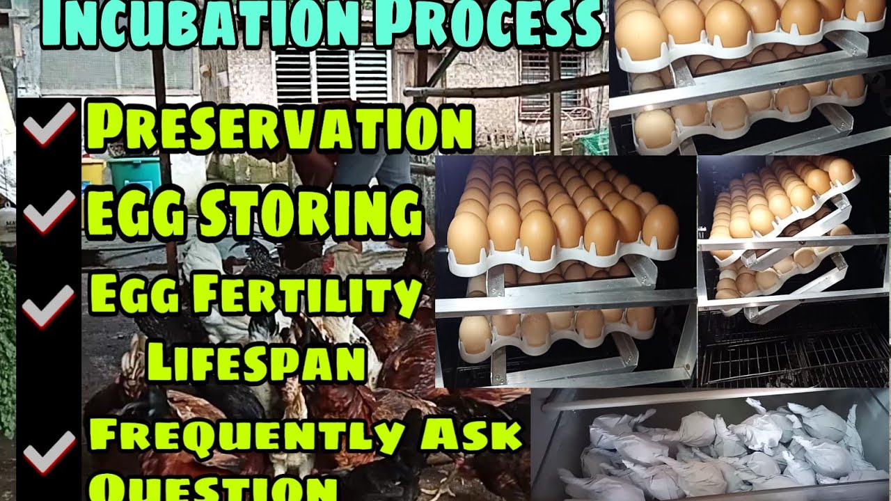 ALAM MO BA ANG EGG FERTILITY LIFESPAN? ILANG ARAW? PAANO PATAGALIN? EGG PRESERVATION | EGG STORING