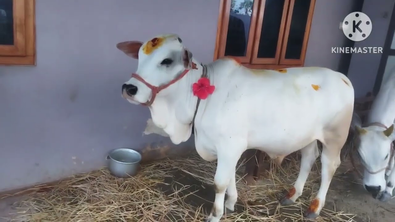 గోవింద్ పూజ