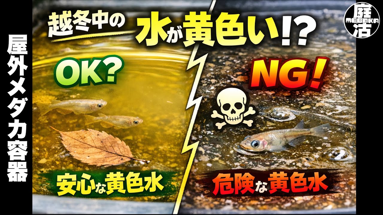 （メダカ）越冬中の水が黄色いの大丈夫！？