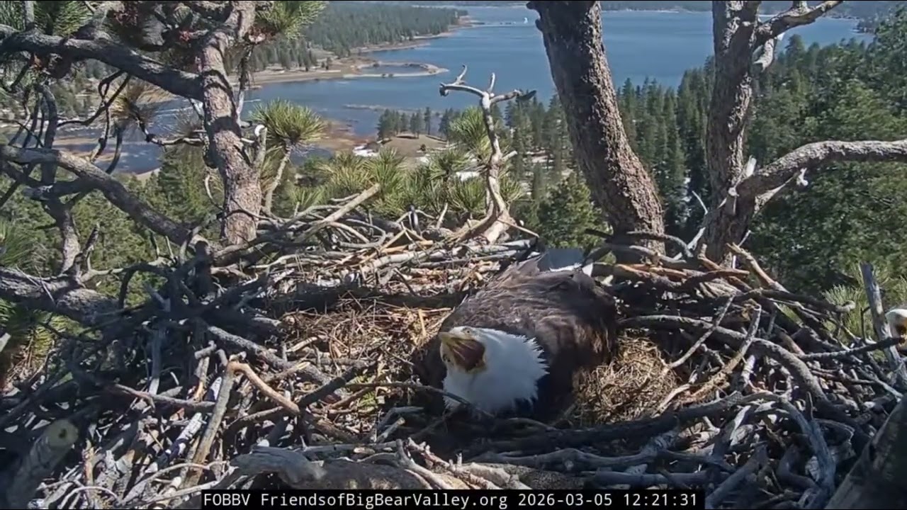 3-06-2026   Full time incubation underway