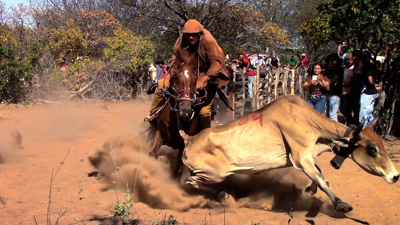 Pega de boi na caatinga nordestina (parque Mandacaru) #romariofeitosa #pegadeboinomato 
