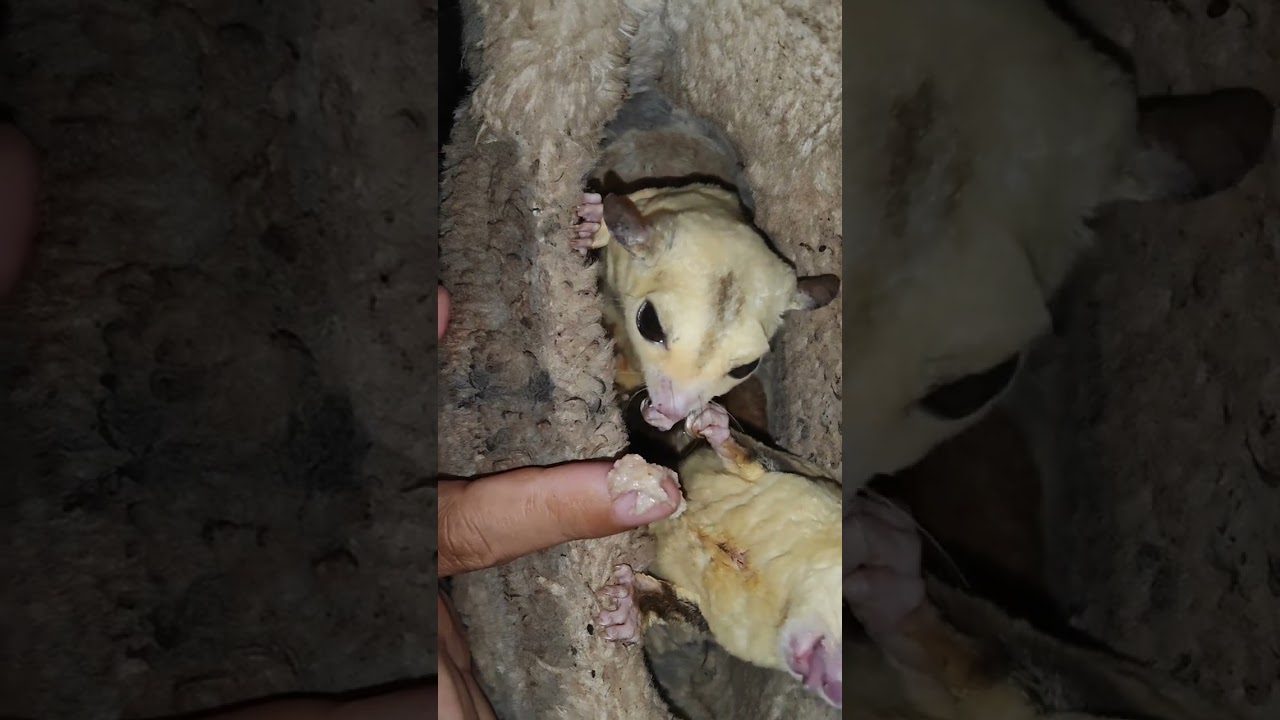 Kehangatan di Tengah Hujan Deras, 