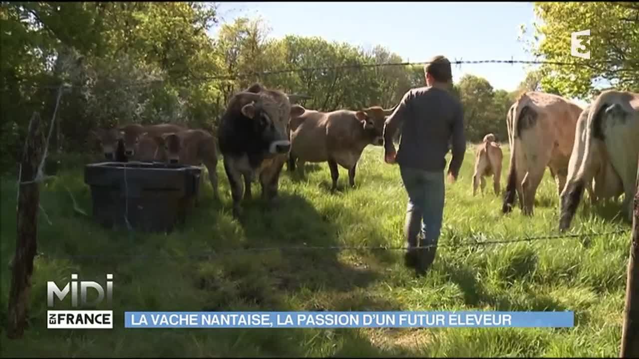 La vache Nantaise, la passion d'un futur éleveur