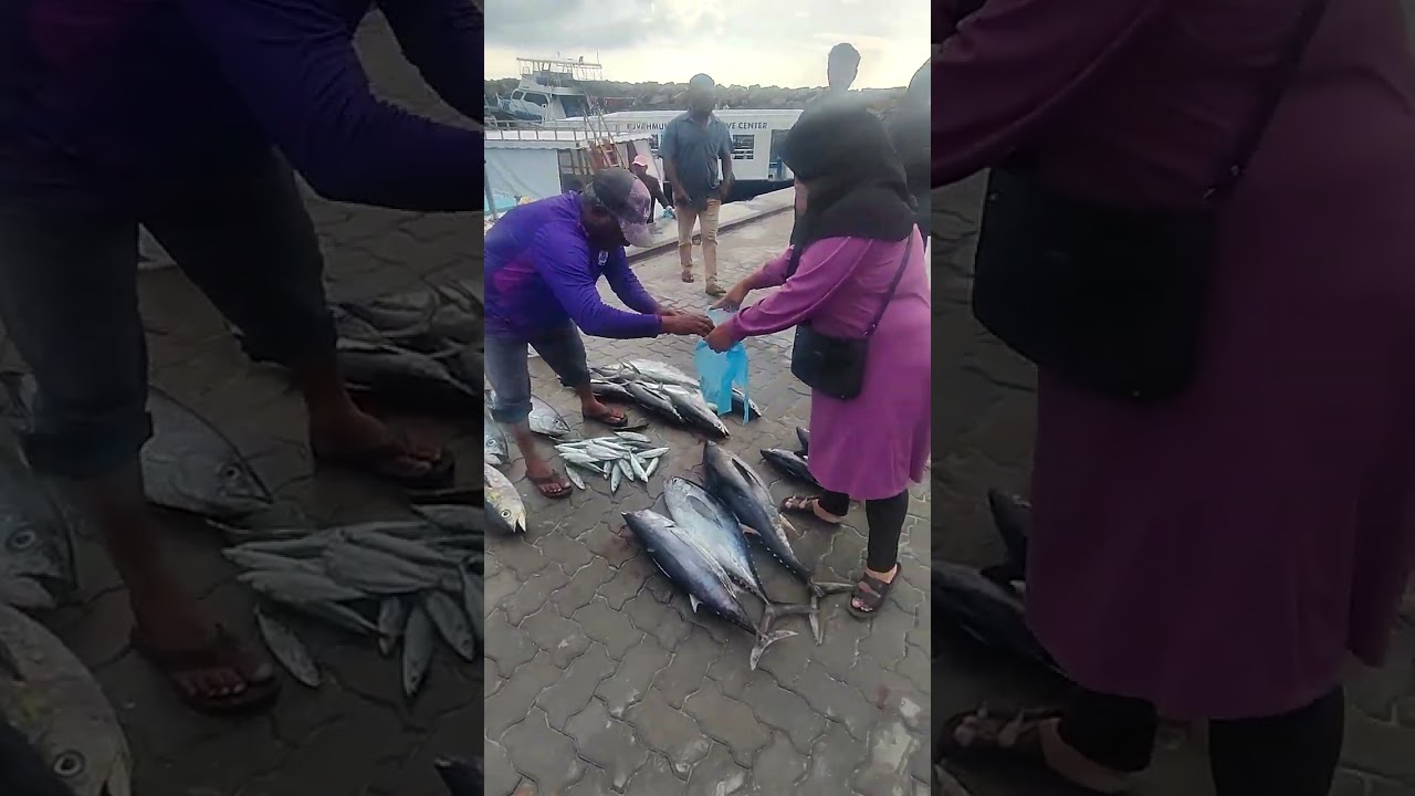 Part 4 ; Fuvamullah Tuna Market- Maldives