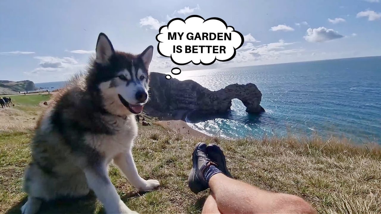 Husky Goes On A Great Adventure