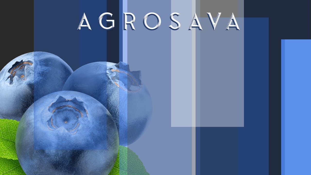agrosava borovnica 2507