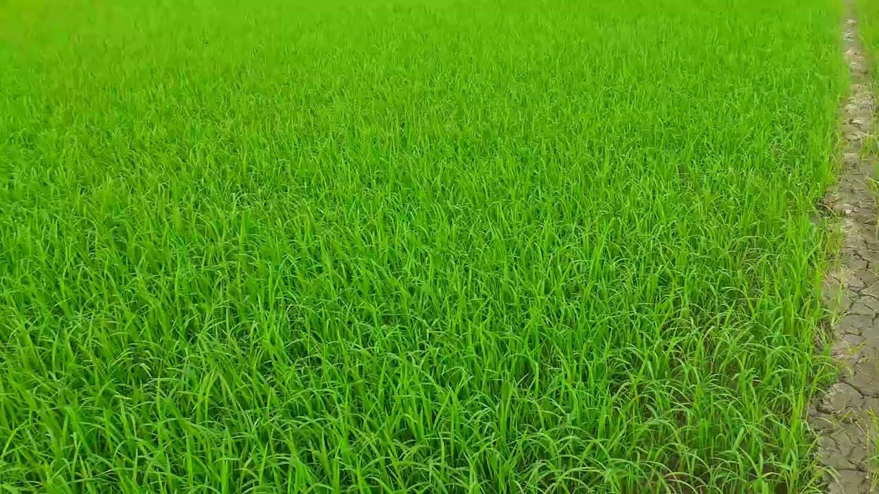 O.m 18 sau 18 ngày xạ Đ X 2025 2026