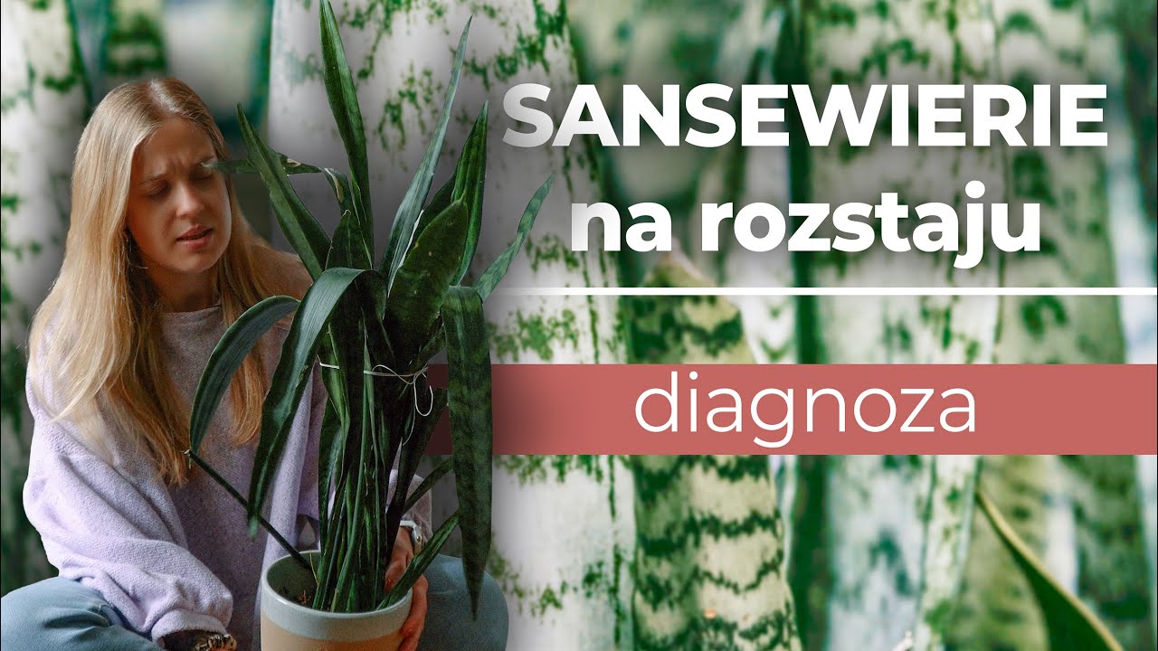 🌱 Sansewierie - co z nich będzie? | ratowanie