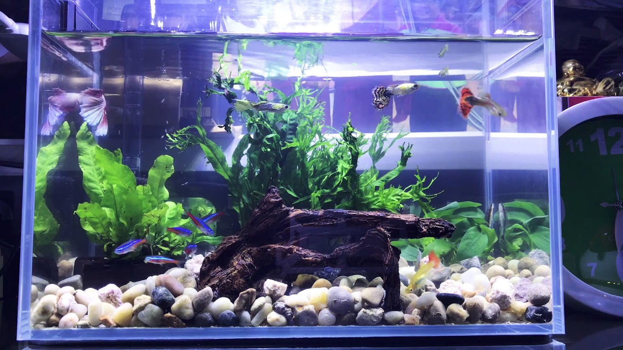 My 3 gallon Community Tank!